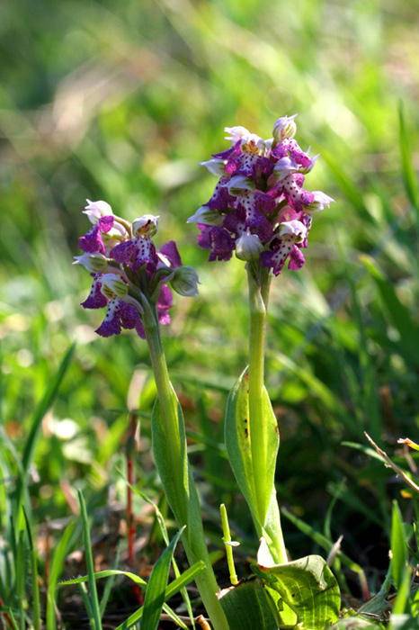 Orchis-morio-x-Orchis-lacte.jpg