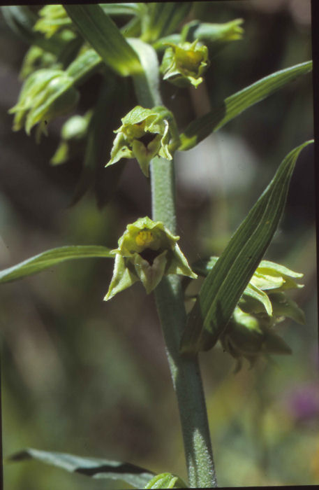 Epipactis 3.jpg