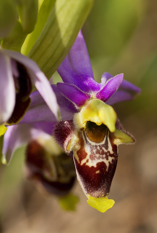 Ophrys.jpg