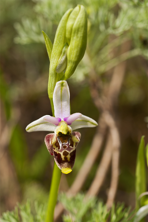 Ophrys 2.jpg