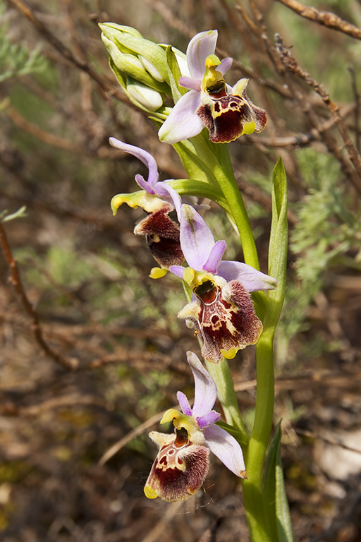 Ophrys 4.jpg