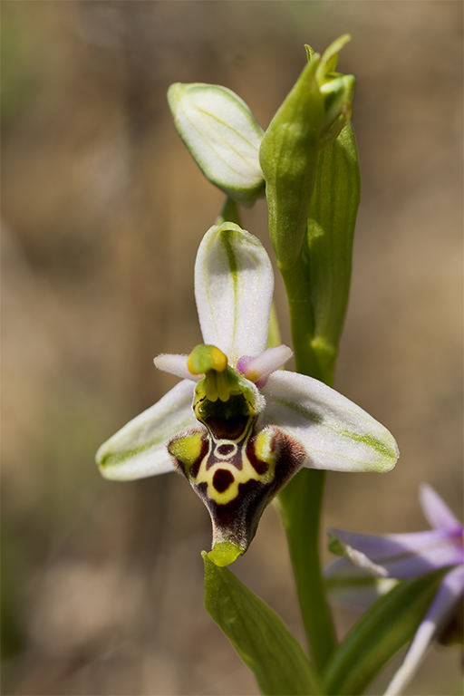 Ophrys 5.jpg