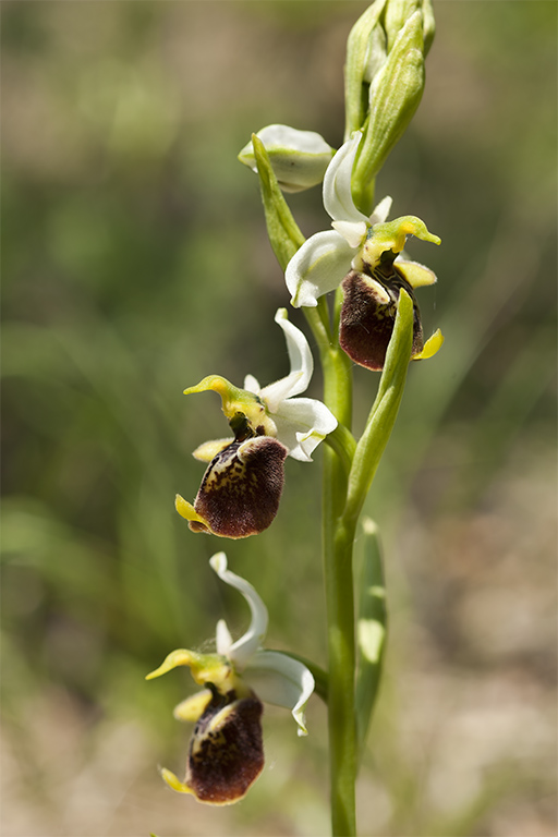Ophrys 6.jpg
