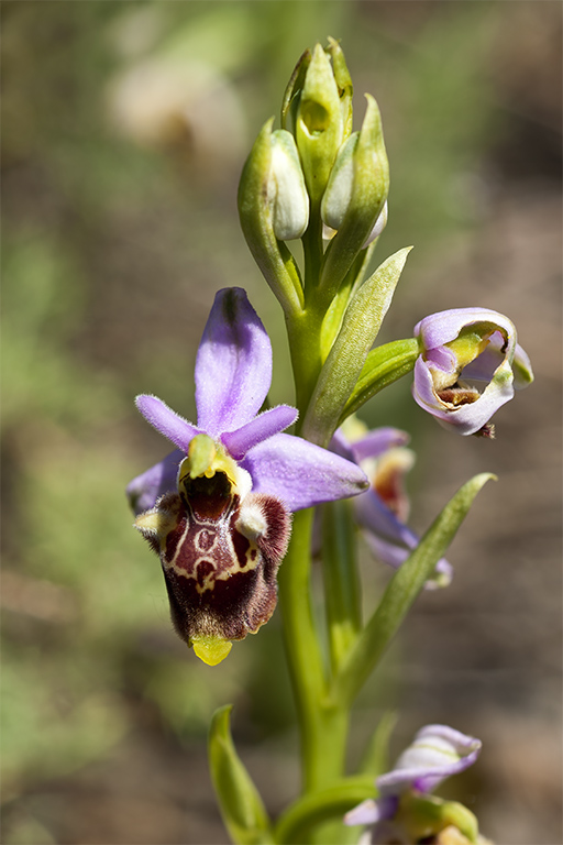 Ophrys 7.jpg