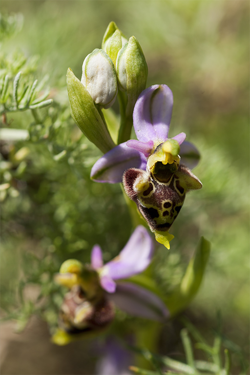 Ophrys 9.jpg