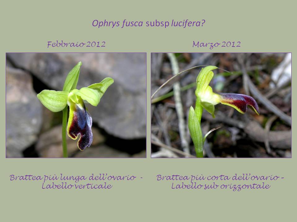 differenze fusca.jpg