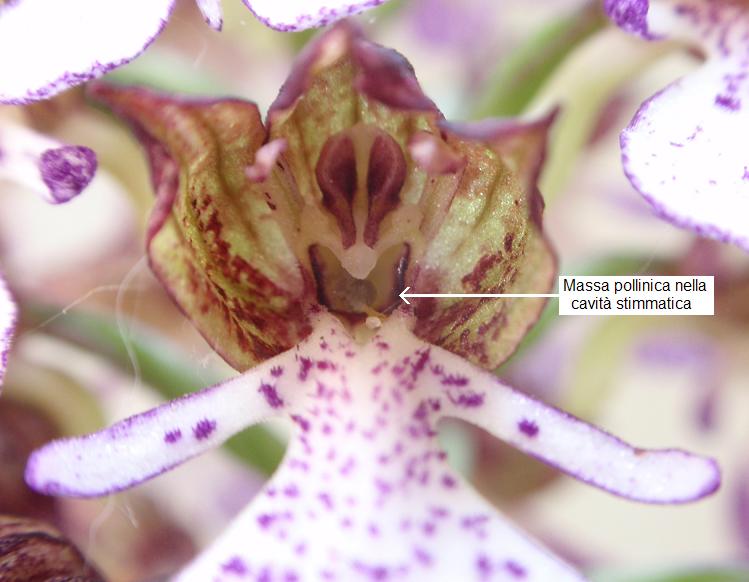 impollinata.JPG