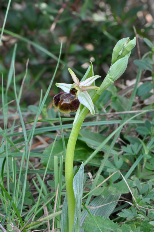 Garlenda 15-03-2012 01.JPG