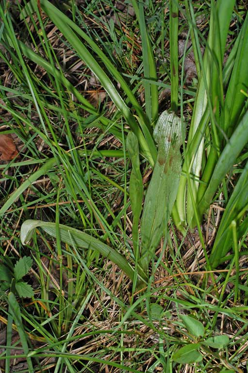 Platanthera algeriensis (1).jpg