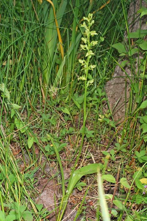 Platanthera algeriensis (2).jpg