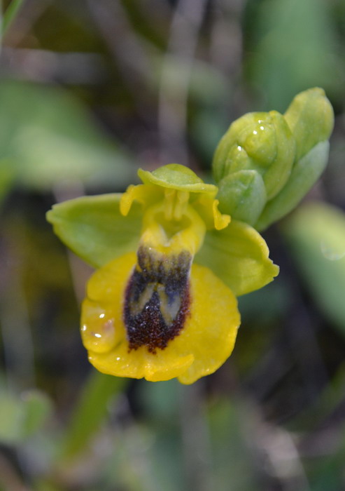 O lutea 1, 16 marzo 2012.jpg