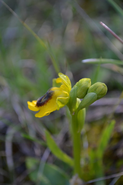 O lutea, 16 marzo 2012.jpg