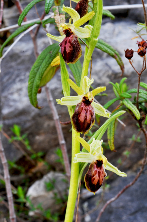 Ophrys_da_determ_20120319-02.jpg