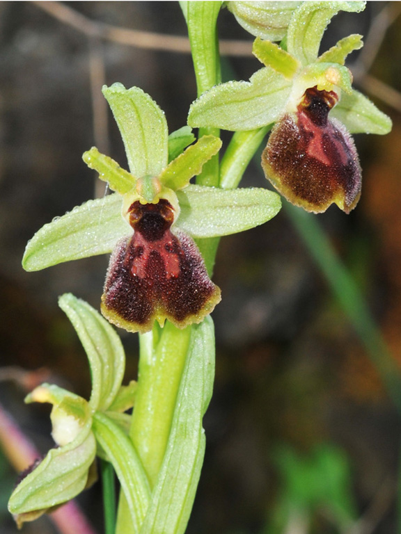 Ophrys_da_determ_20120319-01xgiros.jpg