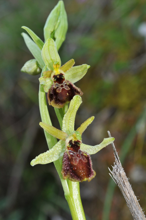 Ophrys_da_determ_20120319-0xgiros.jpg
