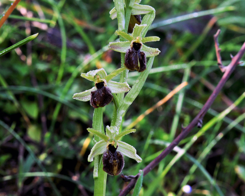 Ophrys_da_determ_20120319-03xgiros.jpg