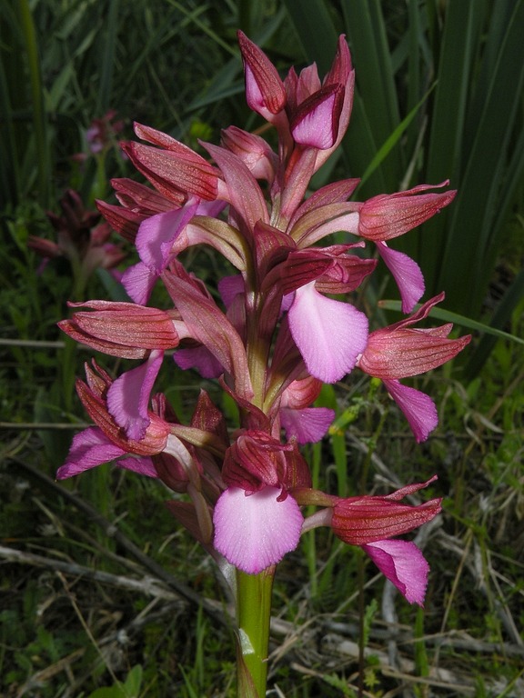 ap02.jpg