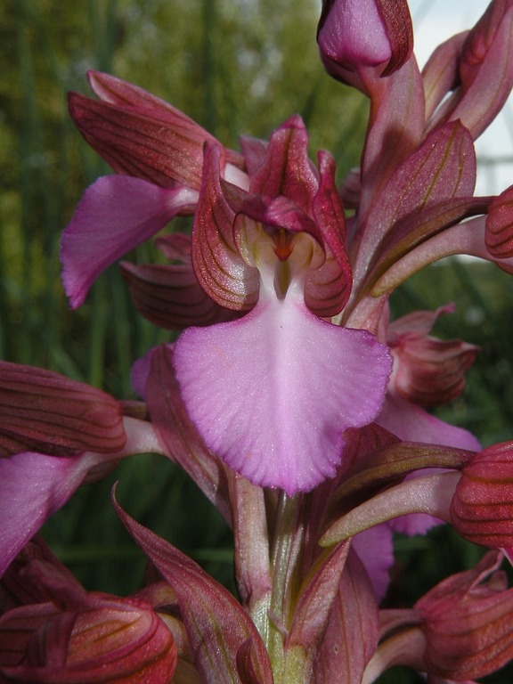 ap04.jpg