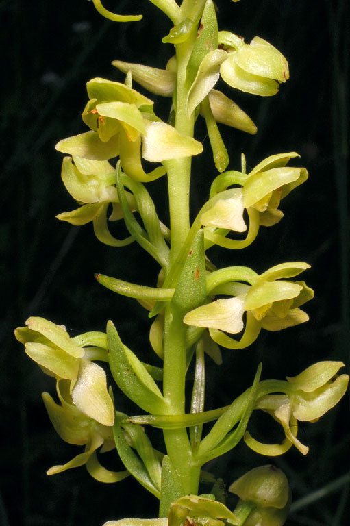 Platanthera algeriensis (5).jpg