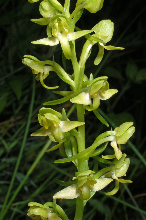 Platanthera algeriensis (6).jpg