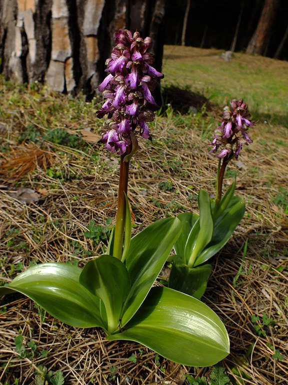 DSCF2811.jpg
