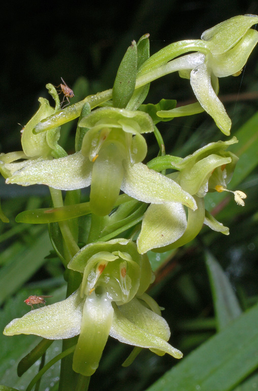 Platanthera algeriensis (7).jpg