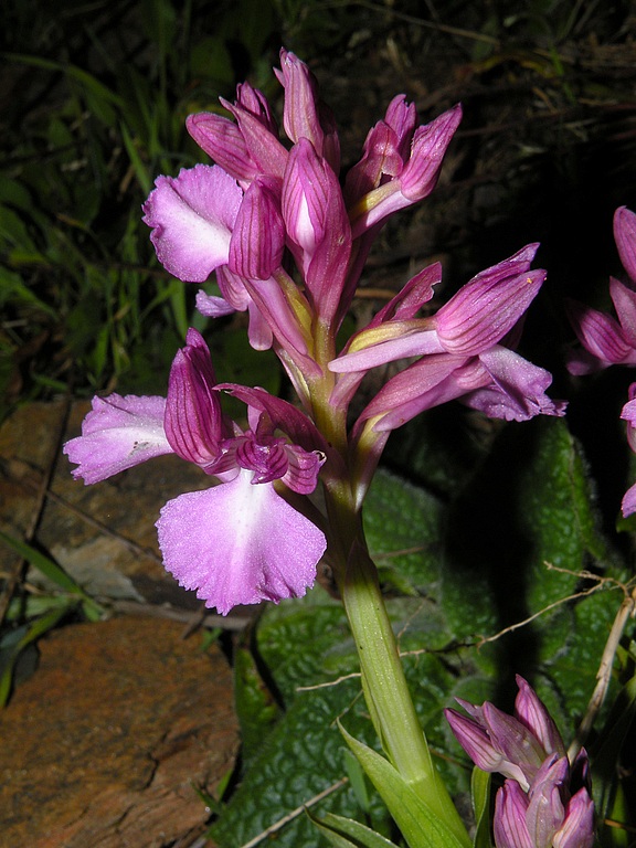 ab01.jpg