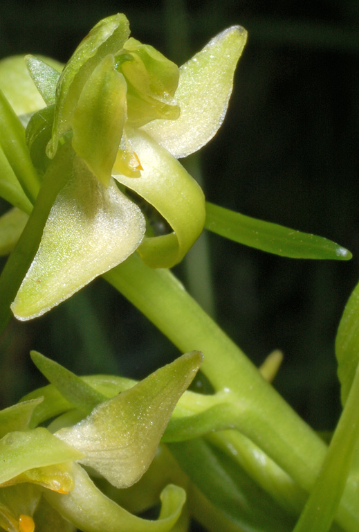 Platanthera algeriensis (8).jpg