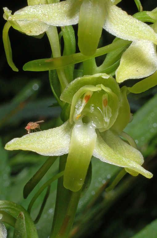 Platanthera algeriensis (9).jpg