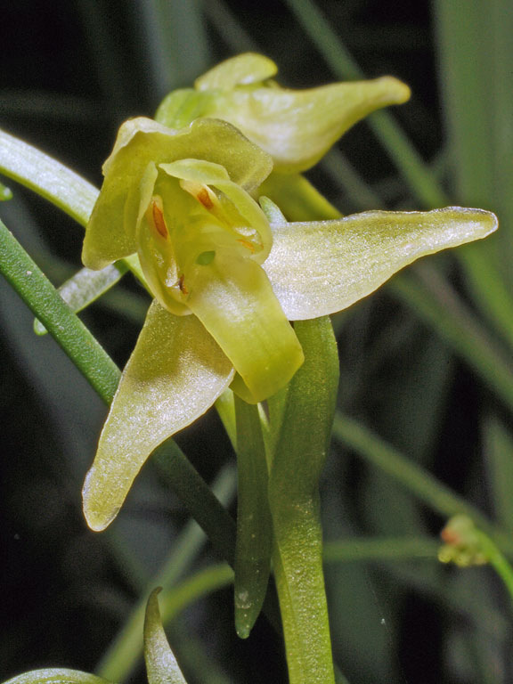 Platanthera algeriensis (10).jpg