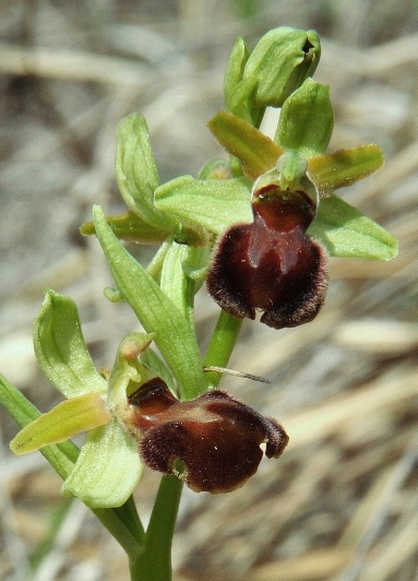 Ophrys sphegodes 010f - Copia.JPG