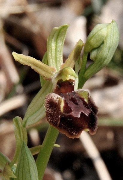 Ophrys sphegodes 016 - Copia.JPG