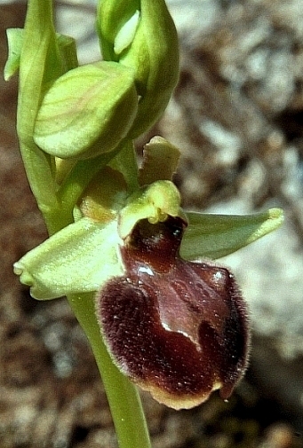 Ophrys sphegodes 021 - Copia.JPG
