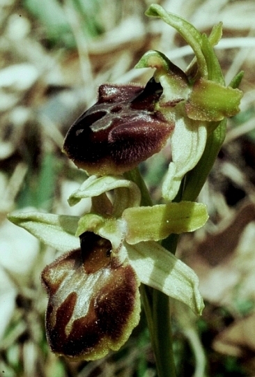 Ophrys sphegodes 584.JPG