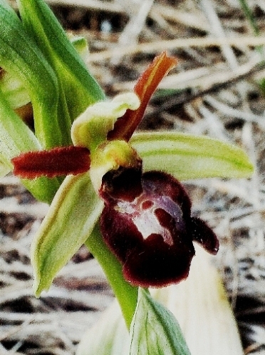 Ophrys sphegodes 5603 - Copia.JPG