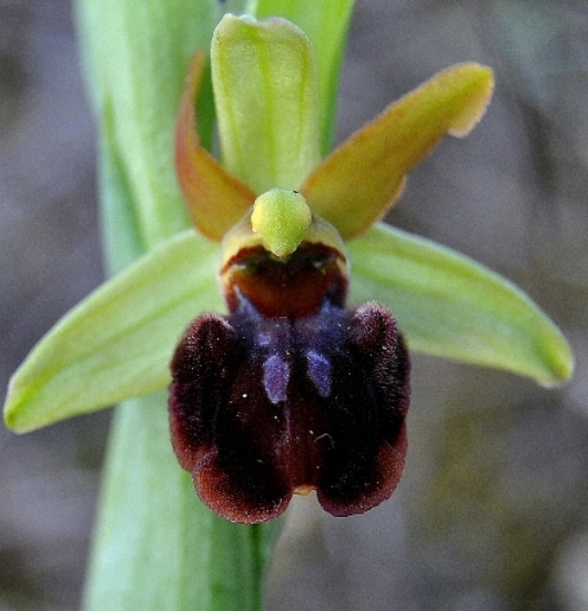 Ophrys sphegodes 0007 - Copia.JPG
