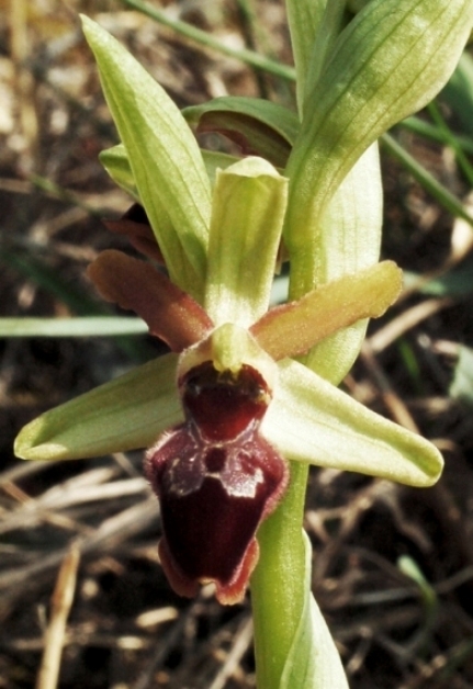 Ophrys sphegodes 5615 - Copia.JPG