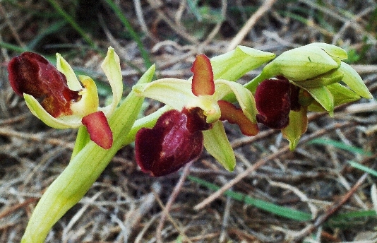 Ophrys sphegodes 5612.JPG