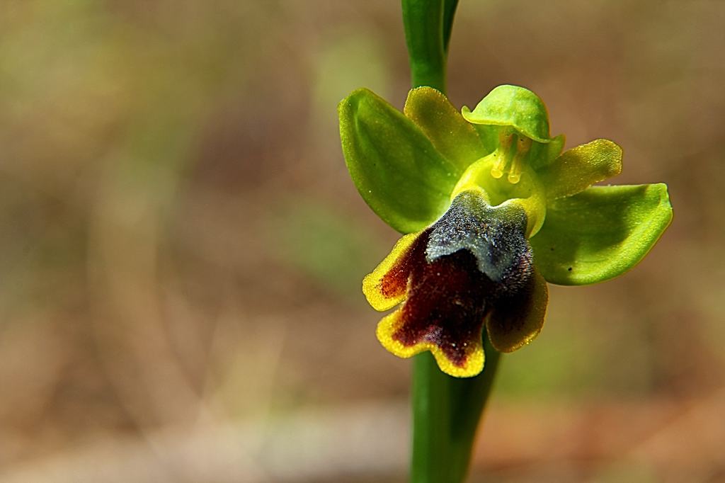 Narbolia 20120317_8364b.jpg