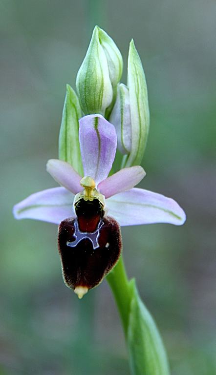 Orosei 20120325_8811b.jpg