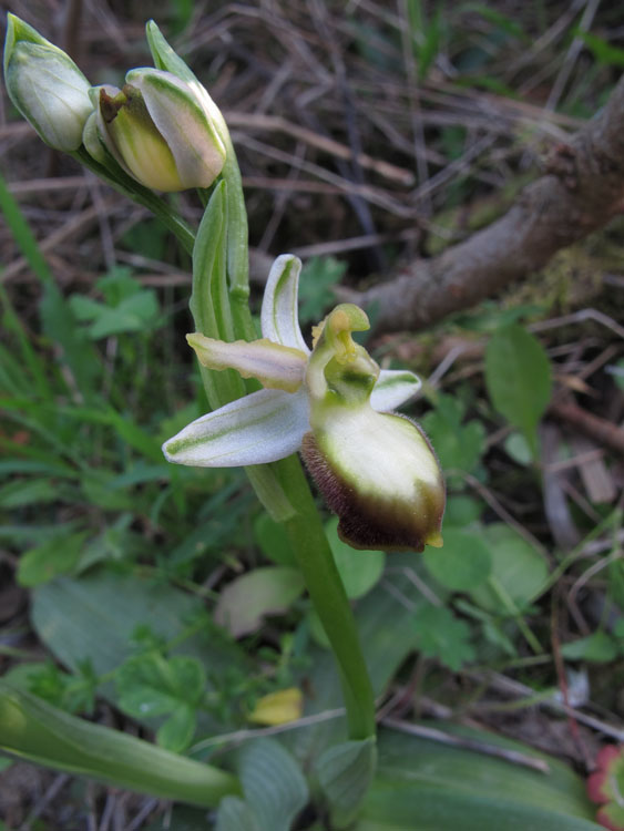 Ophrys exaltata arachnitiformis 3.jpg