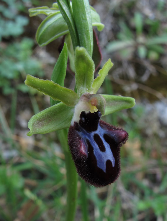 Ophrys incubacea.jpg