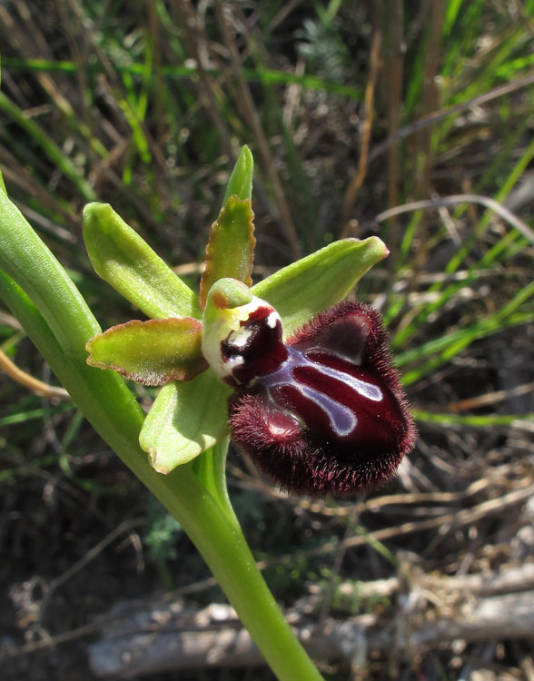 Ophrys incubacea 4.jpg