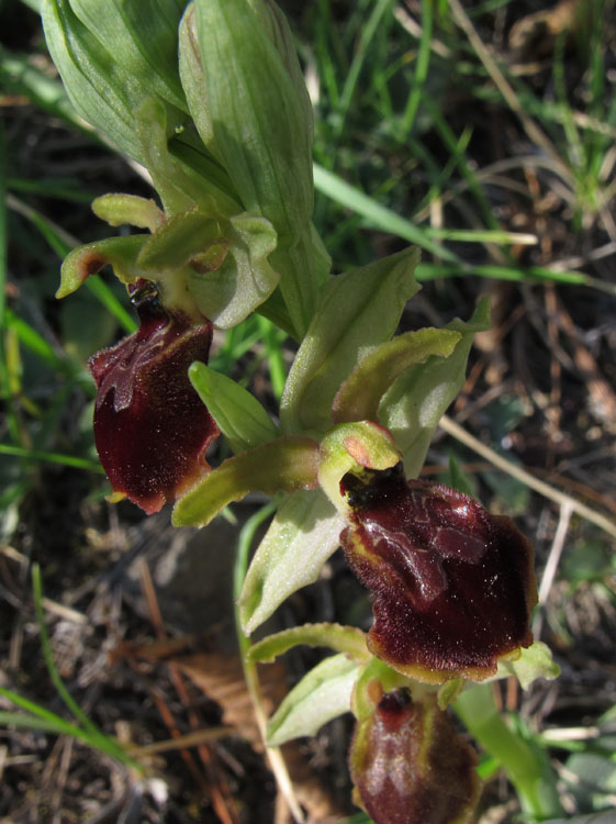 Ophrys exaltata arachnitiformis 1.jpg