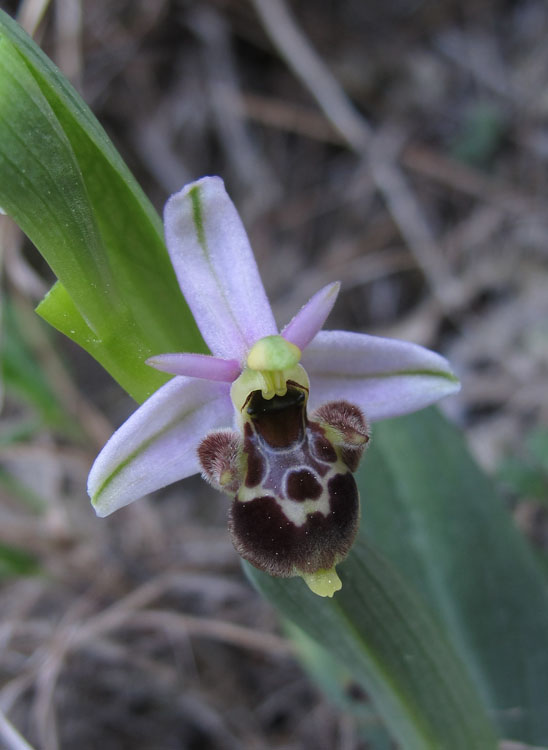 Ophrys pseudoscolopax (O. holosericea linearis).jpg