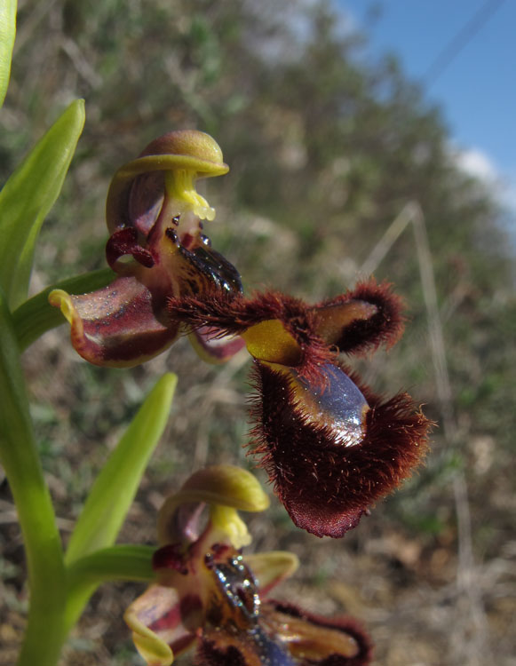 Ophrys speculum 1.jpg