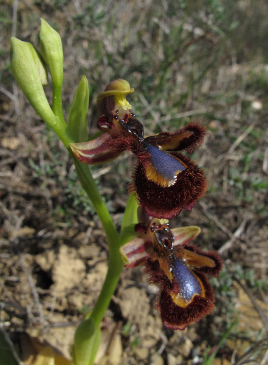 Ophrys speculum 2.jpg