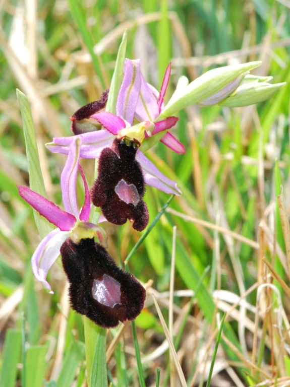 benacensis3.jpg