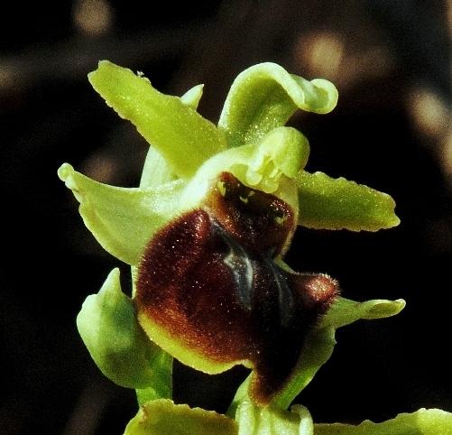 Ophrys sphegodes (3).JPG