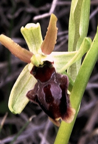 Ophrys sphegodes 005 - Copia.JPG
